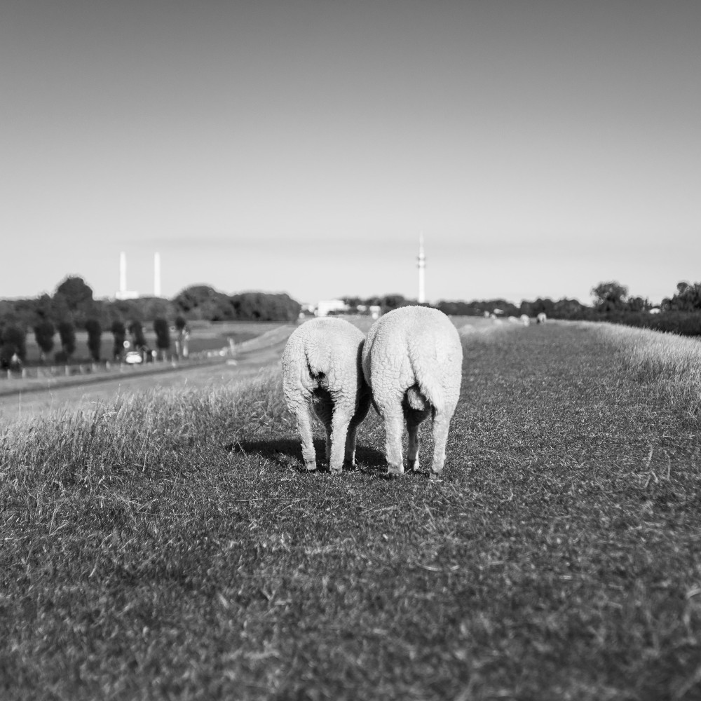 schwarz weiß Bild zweier Schafe auf einem Deich